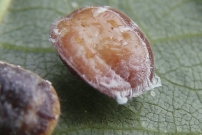 La cochenille pulvinaire (Homoptre - Coccidae - Pulvinaria sp.)